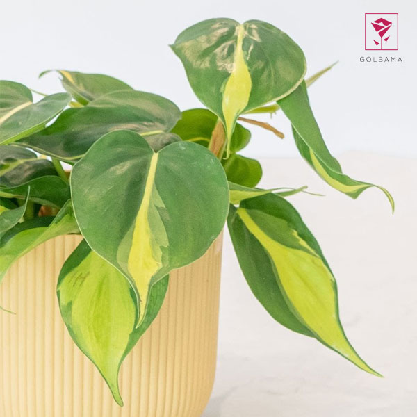 اسکاندیس نئون