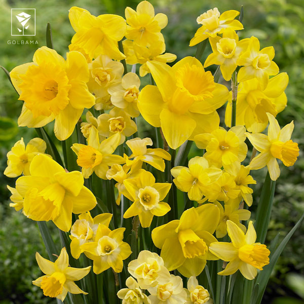 انتخاب گل برای سبد گل با پول برای تولد: گل نرگس زرد