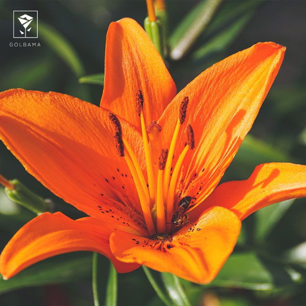 گل لیلیوم نماد چیست؟