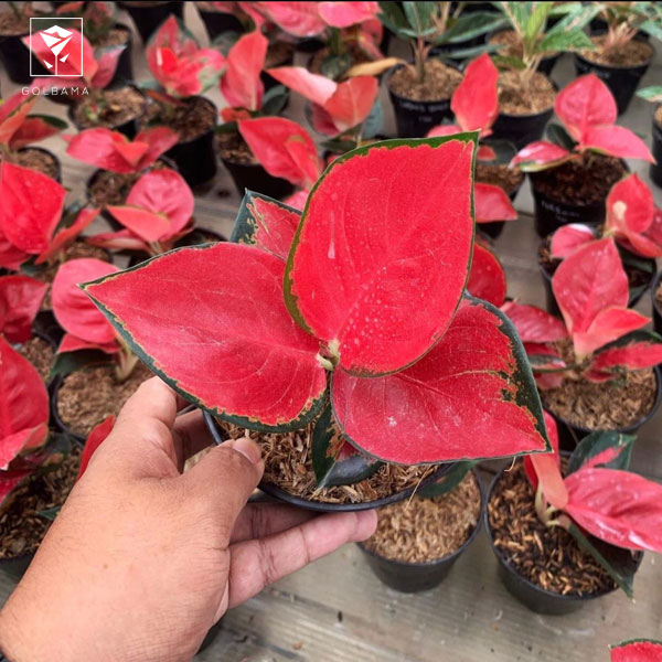 آگلونما قرمز