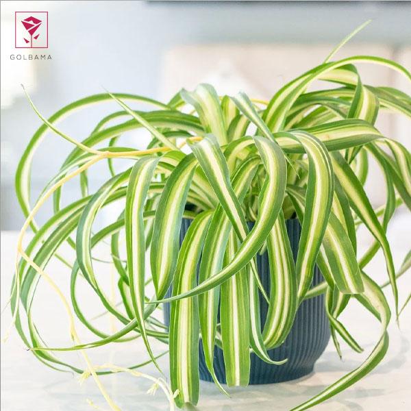 انواع عوامل مهم در نگهداری از گیاه گل گندمی بنفش: نور مناسب