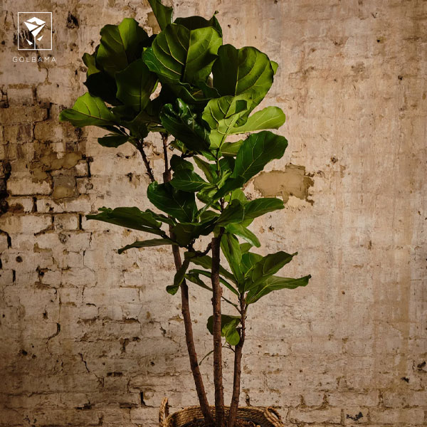 لیراتا نگهداری