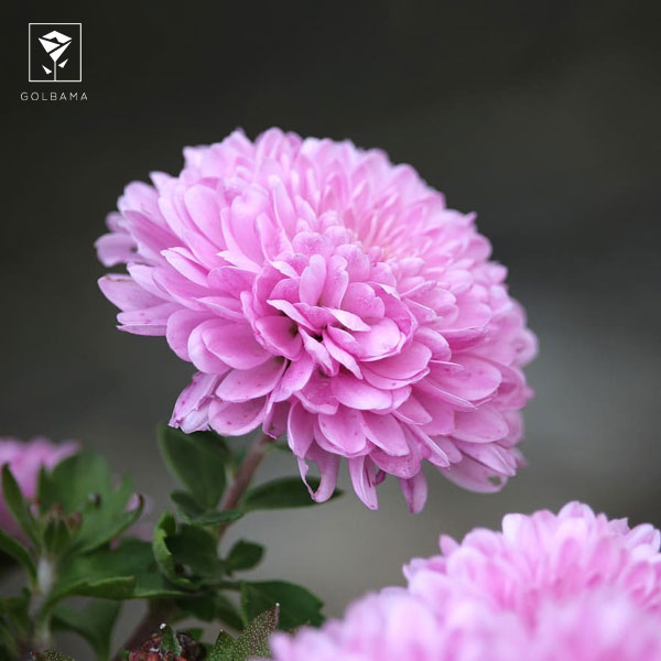 داودی تک گل