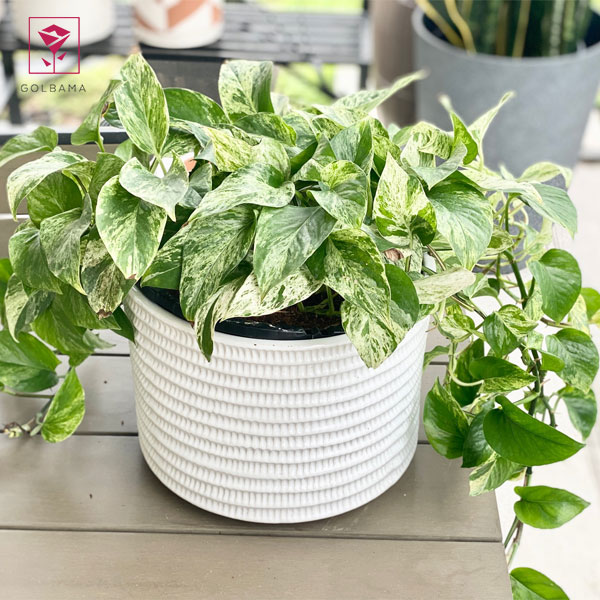 گل پتوس مرمری (Marble Queen Pothos)