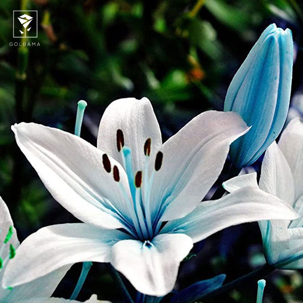 انواع گل لیلیوم