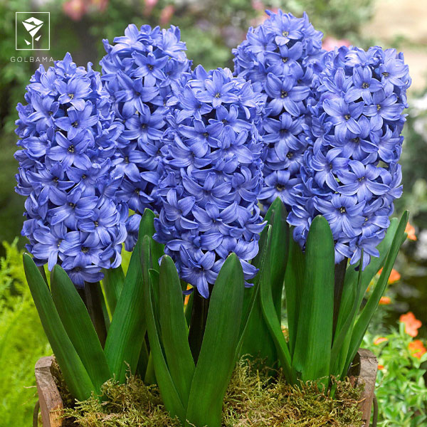 انتخاب گل برای تزیین گل با پول کم: سنبل آبی 