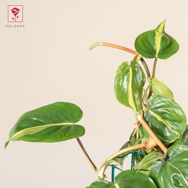 اسکاندیس طلایی