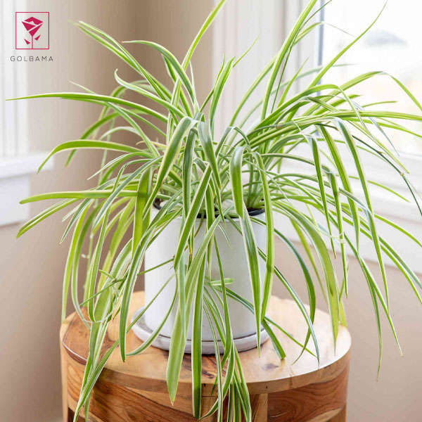 شرایط نگهداری از گیاه گل گندمی ابلق: نوع خاک گیاه