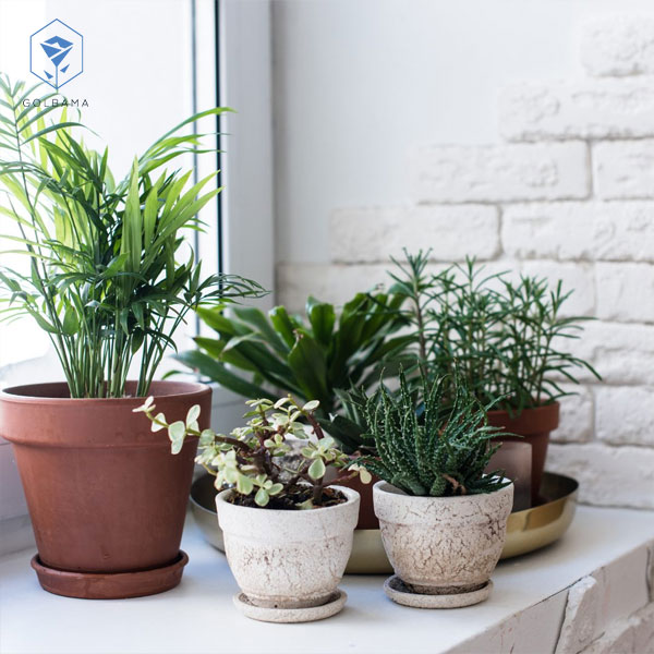 گل آپارتمانی لاکچری