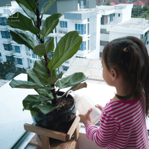 لیراتا نگهداری: چگونه به فیکوس لیراتا آب دهیم؟