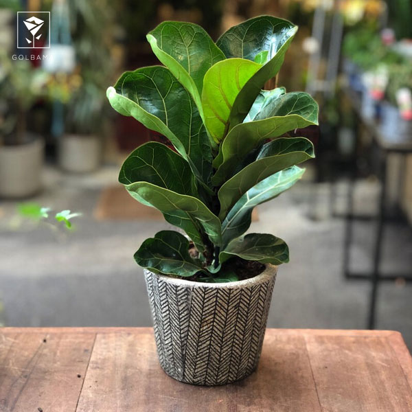 فیکوس لیراتا برگ ریز