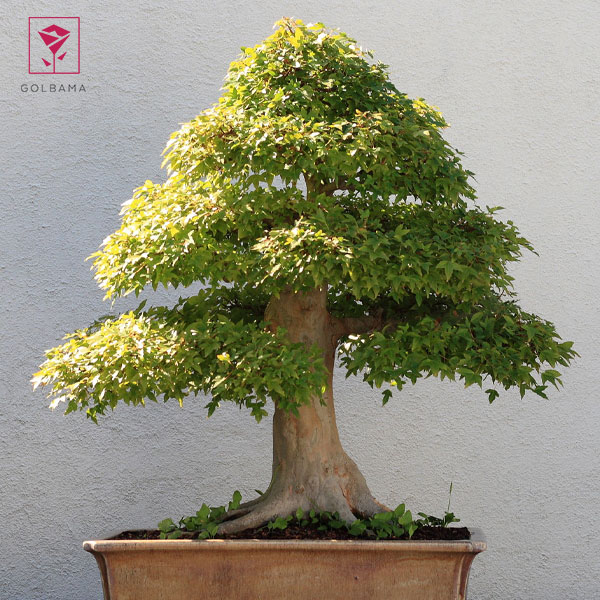 آیا می‌توان از هر گیاهی بونسای ایجاد کرد؟