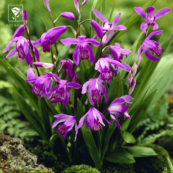 ارکیده‌ مقاوم (BLETILLA STRIATA)