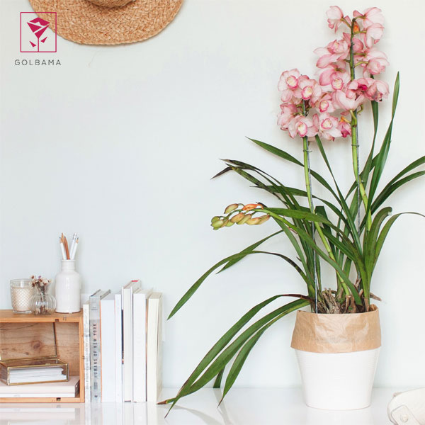 ارکیده سیمبیدیوم (CYMBIDIUM ORCHID)