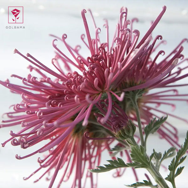 گل داوودی عنکبوتی