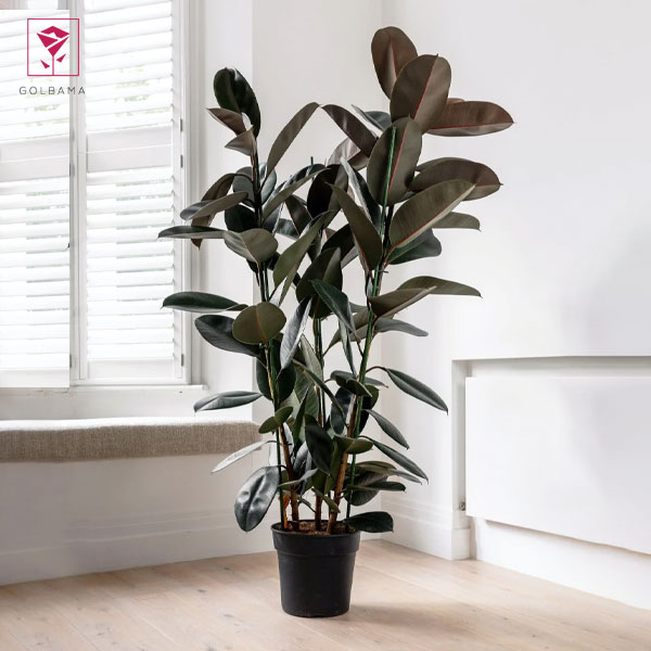 فیکوس لیراتا بلک