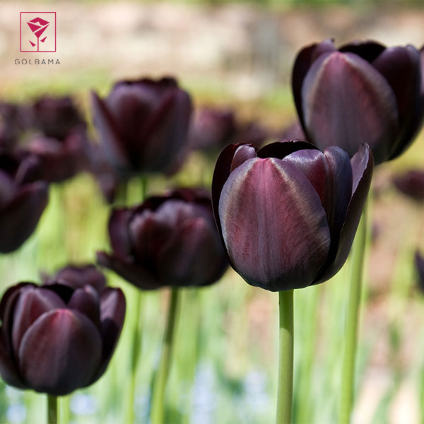 گل لاله نادر