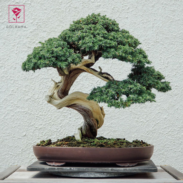 رشد درخت بونسای چقدر زمان می‌برد؟