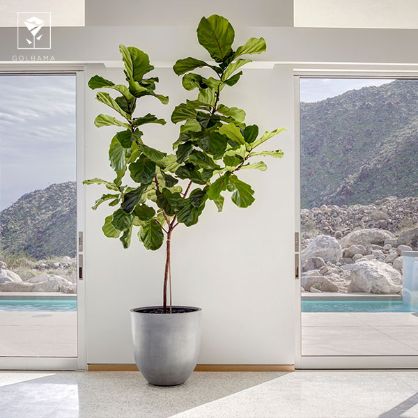 روش نگهداری لیراتا: نور مناسب 