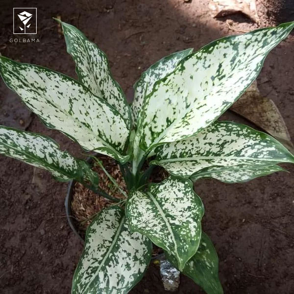 آگلونما برفی شرایط نگهداری