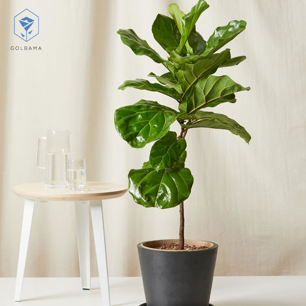 گیاه برگ انجیری ابلق