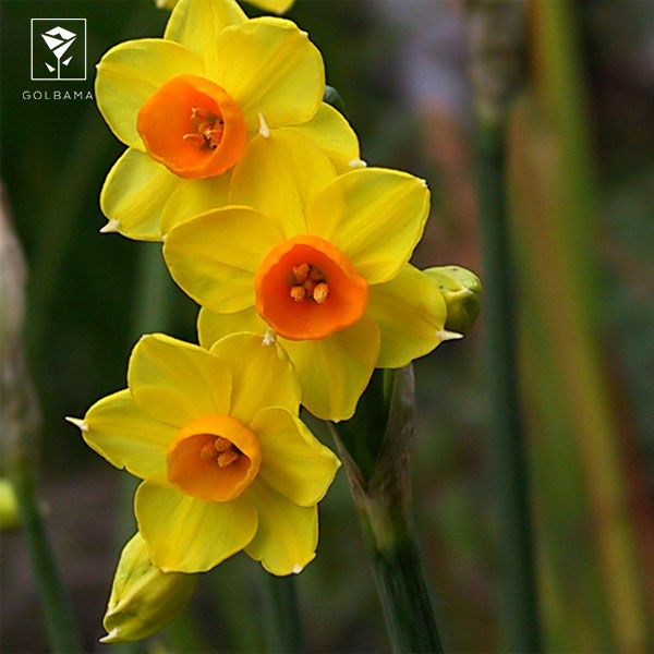 معانی گل نرگس: 3. زندگی دوباره و نشاط