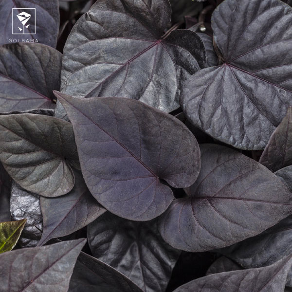 انواع پتوس اسکاندیس: اسکاندیس بلک