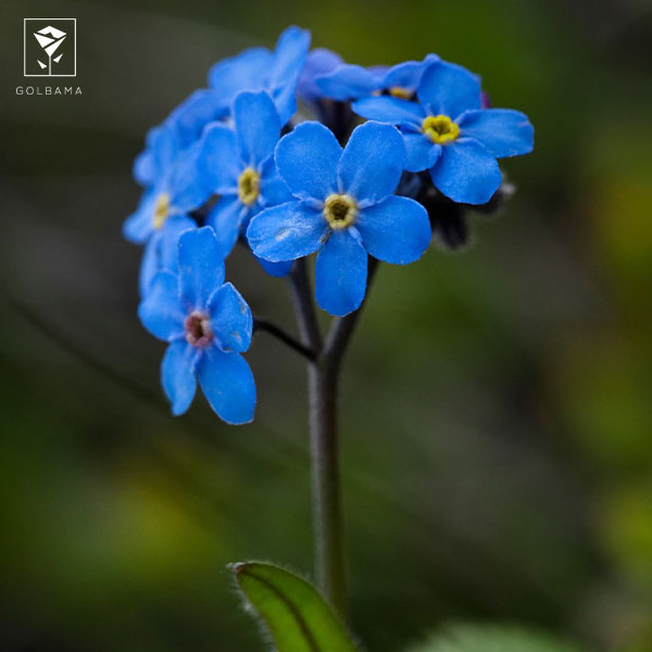 انتخاب گل برای تزیین گل با پول کم: گل فراموشم نکن 