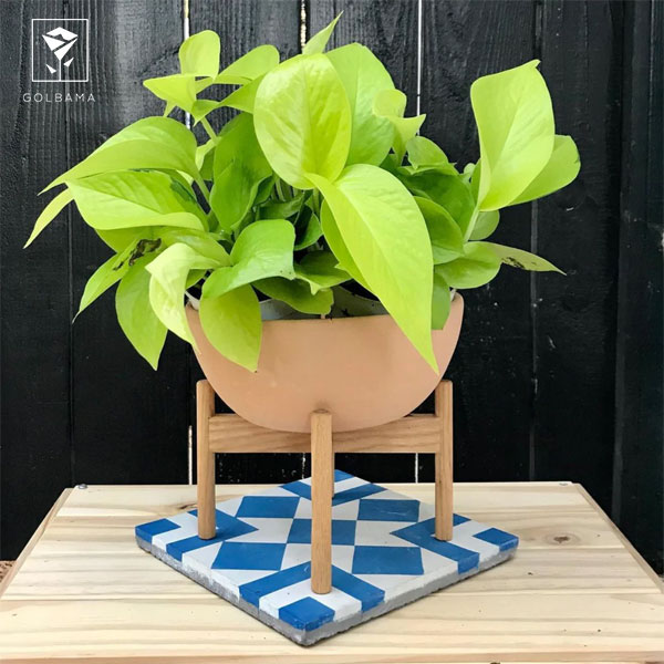 گل پتوس نئون (Neon Pothos)