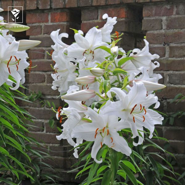 گل لیلیوم کازابلانکا