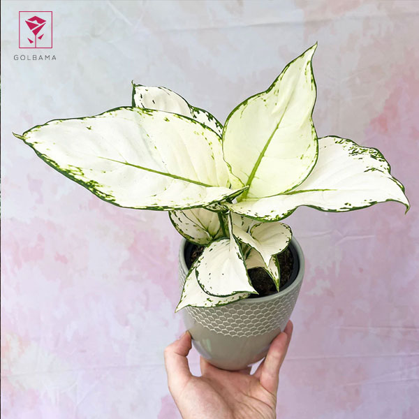  آگلونما سفید