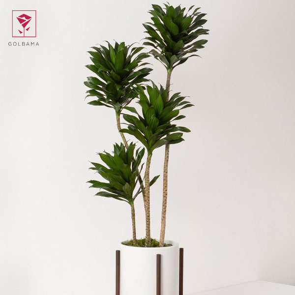 دراسنا بلالی کامپکت