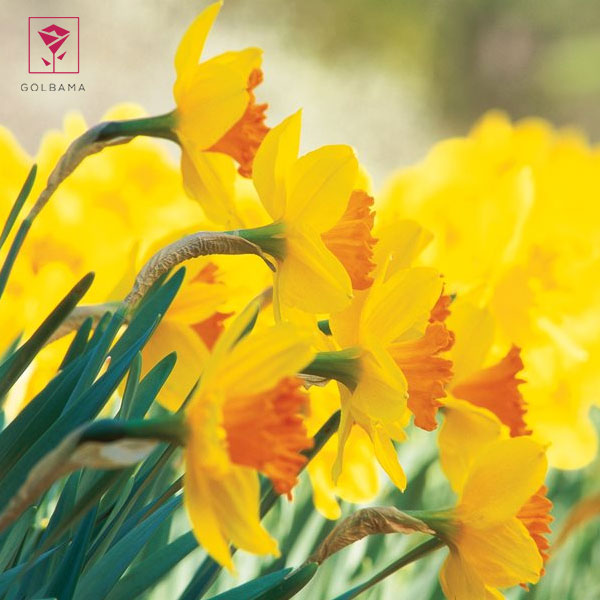 گل نرگس نماد چیست؟