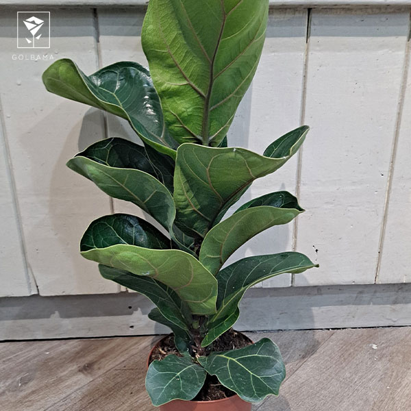 روش نگهداری لیراتا: دمای مناسب