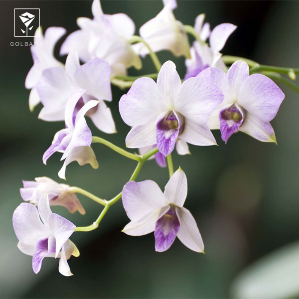 ارکیده‌ دندروبیوم (DENDROBIUM ORCHIDS)