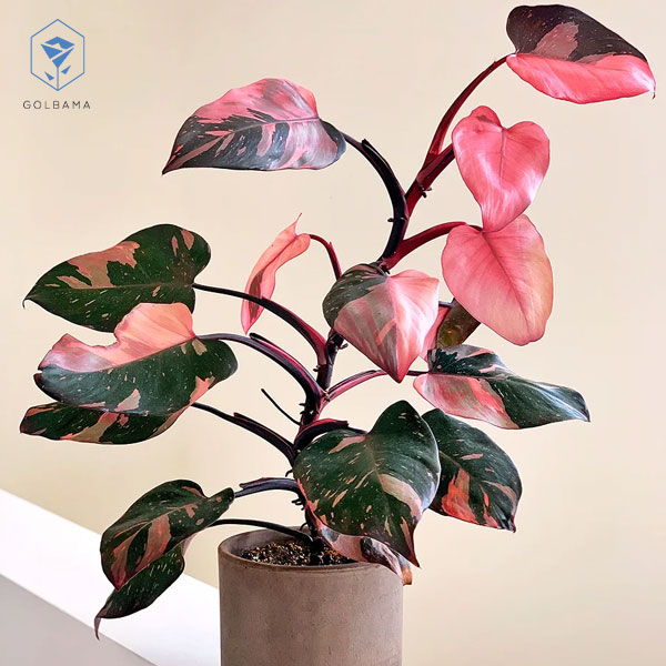 گیاه فیلودندرون پرنسس صورتی (Philodendron Pink Princess)