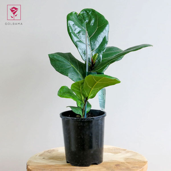 فیکوس لیراتا شرابی