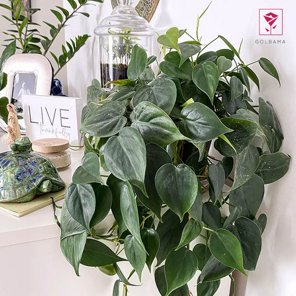  اسکاندیس مرمری