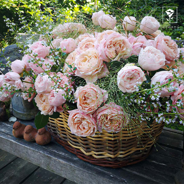 انتخاب گل برای سبد گل ترحیم رومیزی: سبد گل رز