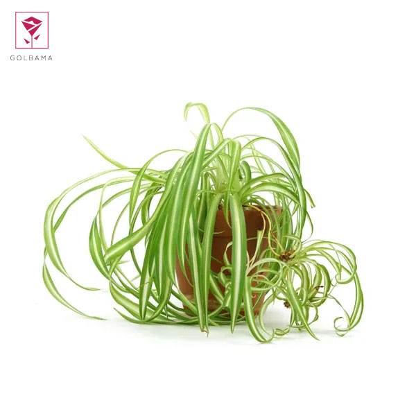 شرایط نگهداری گل گندمی ابلق و سبز: میزان دما و شرایط رطوبت