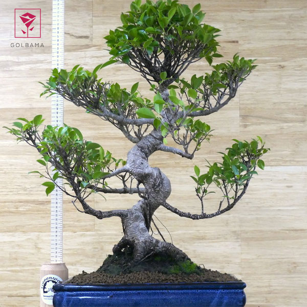 گل بونسای در فنگ شویی