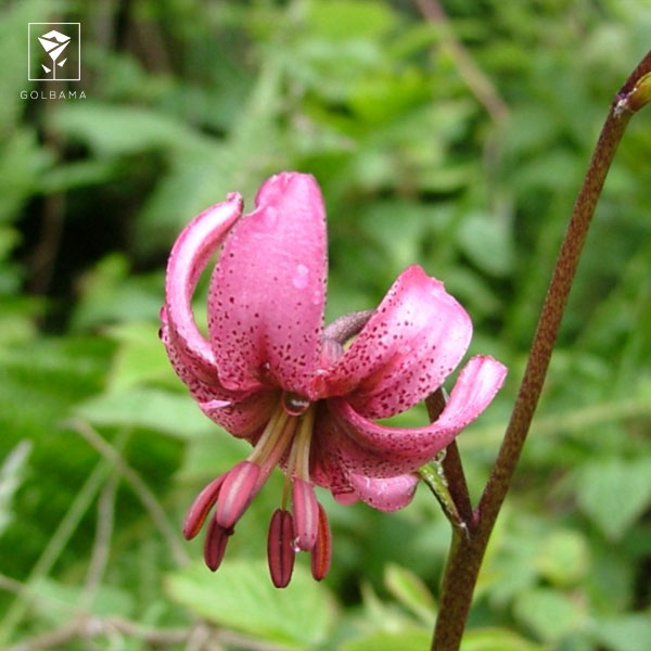 گل لیلیوم مارتاگون