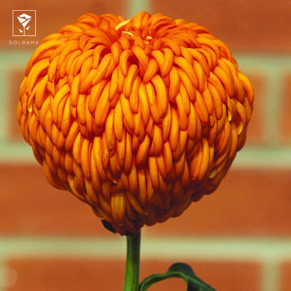 گل داوودی رفلکس و خمیده