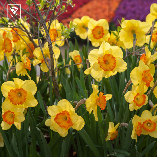 انواع گل نرگس