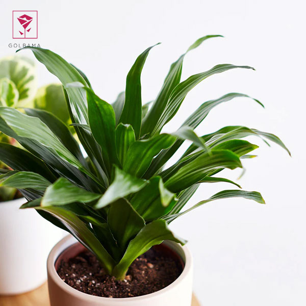 دراسنا بلالی مینیاتوری