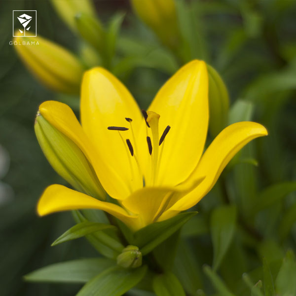 گل لیلیوم زنبور کوچک