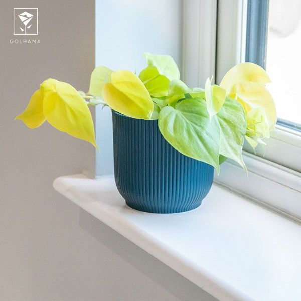 اسکاندیس میکانز