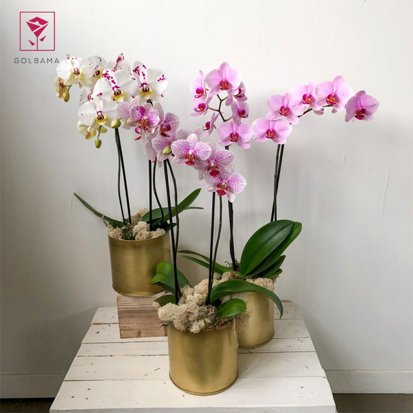 ارکیده‌ فالانوپسیس (PHALAENOPSIS ORCHID)