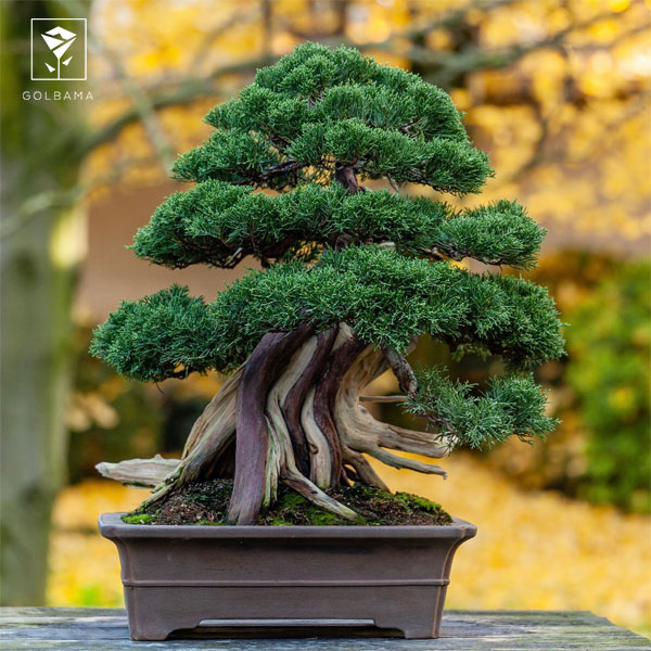 طریقه نگهداری از گل بونسای