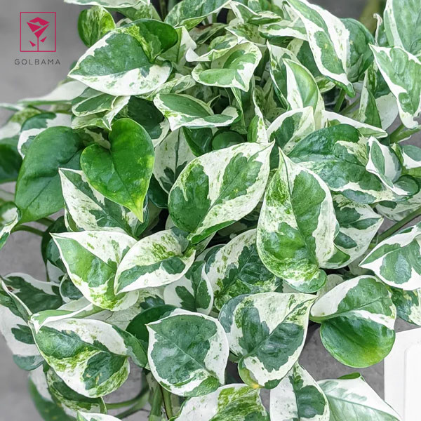 همه چیز درباره پتوس ارتشی (Pearls And Jade Pothos)